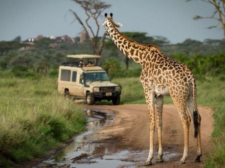 Отдых рядом с жирафами и под шум Индийского океана: Занзибар от Ambotis Holidays