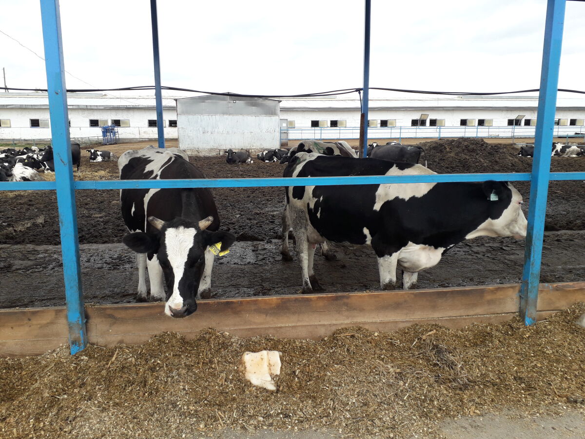 Одобрен проект роботизированной фермы на 175 коров в Уренском районе - фото 1