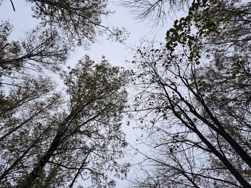 осень
