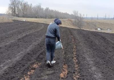 В Саратовской области собрали в пять раз больше желудей, чем планировали