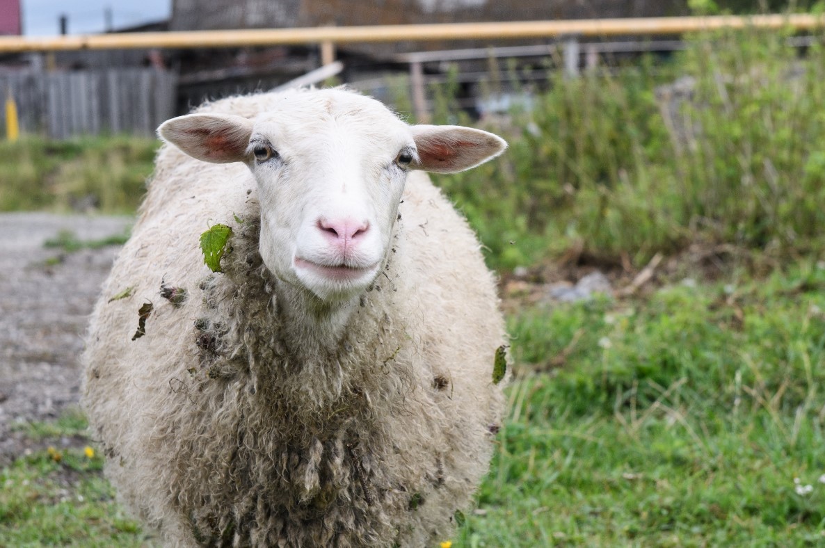 Ферма займется созданием и реализацией племенного материала