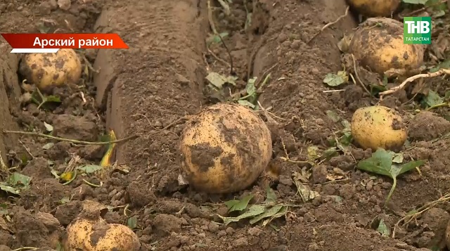 «Картофельные столицы» Татарстана готовятся к первой осенней ярмарке