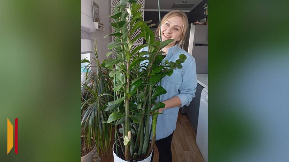 У жительницы Грибановки зацвело долларовое дерево