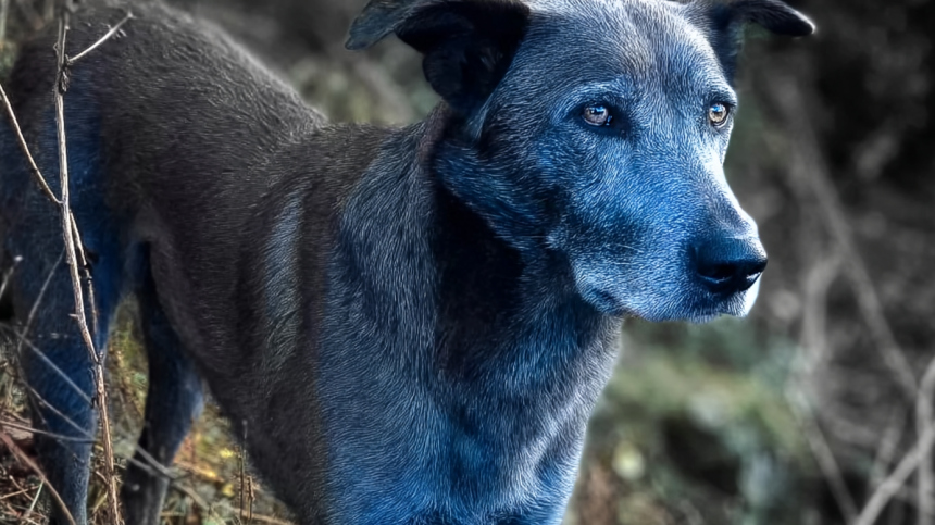Откуда в Чернобыле появились синие собаки