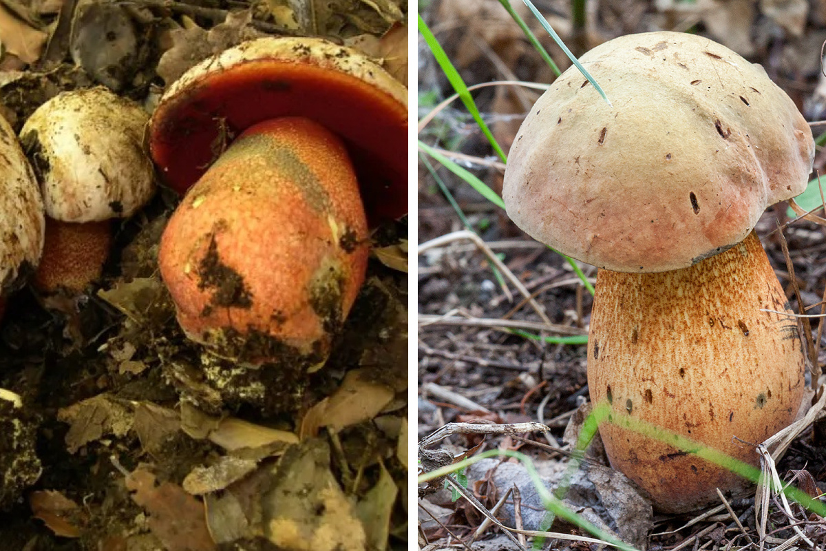 Lurid Bolete (Boletus luridus), Boletaceae Stock Photo - Alamy