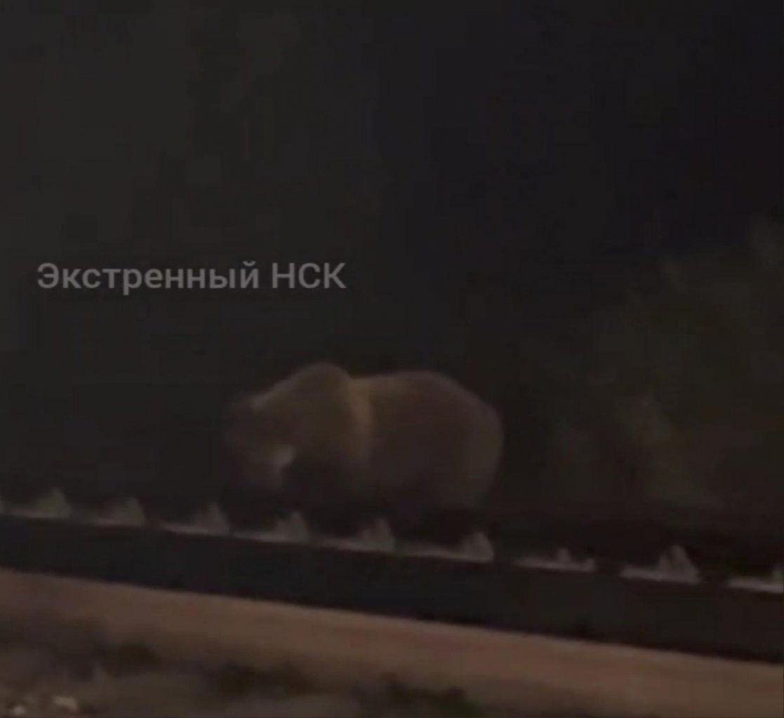 Русский медведь останавливает часы судного дня. Белый медведь в спячке. Медведь россия. Русский медведь останавливает часы судного дня. Волки и медведи.