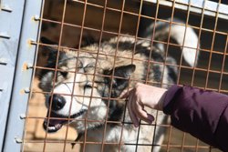 Некоторые опасаются, что эвтаназия приведет к массовому умерщвлению собак в приютах