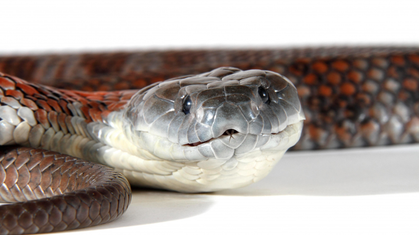 Самая ядовитая змея в мире