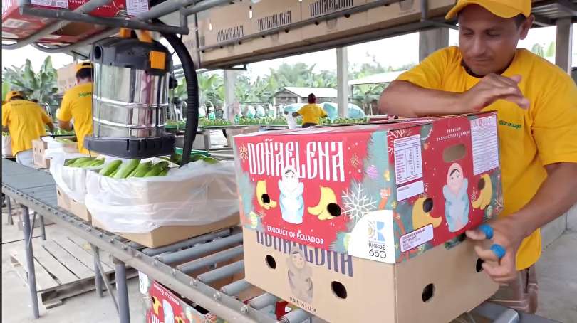 Плантации Эквадора: Сбор бананов к 650-летию Кирова - видео