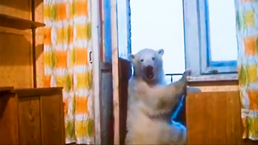 🐻Медведица Айка из Норильска: друг режиссера и легенда СССР