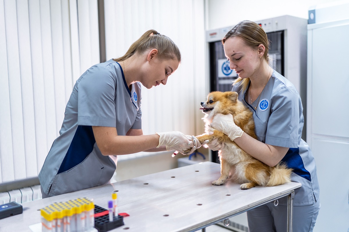 Скорая помощь питомцам: Институты Россельхознадзора развивают направление ветеринарной помощи домашним животным