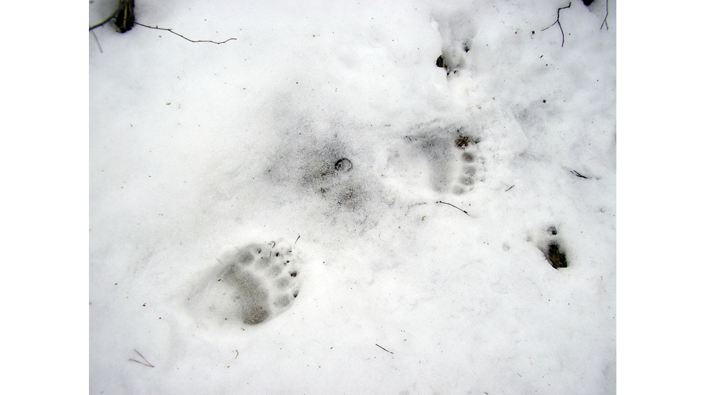 Брянский заповедник подвел итоги акции «Белая книга леса»