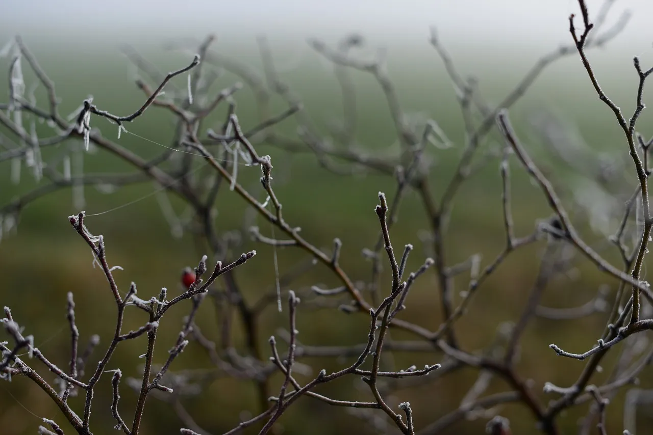 В четырёх районах Крыма ввели режим ЧС из-за гибели урожая></div><div class=