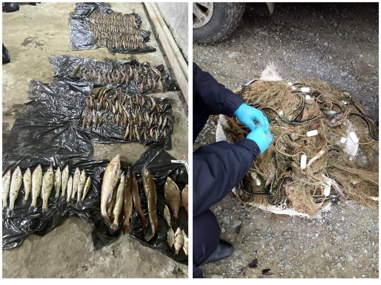 В Омской области браконьеры наловили рыбы на 12 миллионов рублей