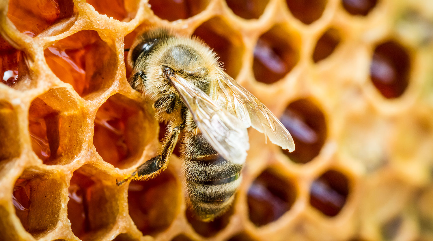 Cómo hacen la miel las abejas