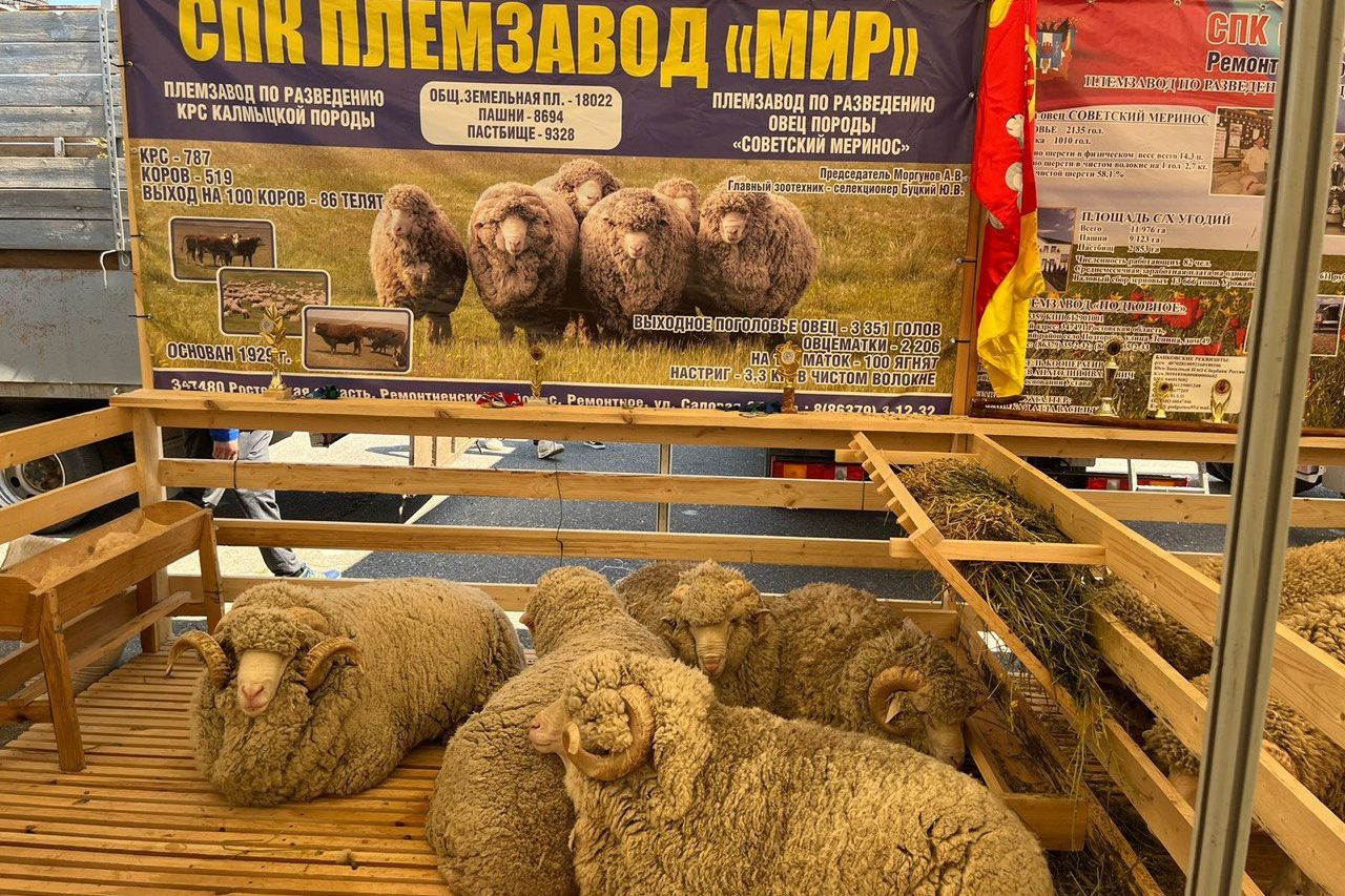Донские овцеводы завоевали 19 медалей и спецприз на Российской выставке племенных овец и коз