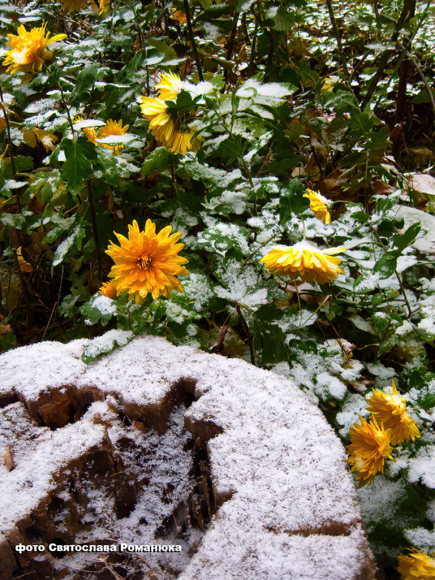 Первый снег в Камышине случится раньше «запланированного