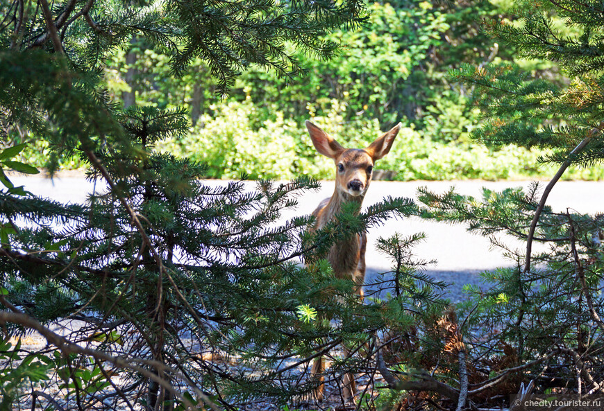 Я в лесу, а он в городе