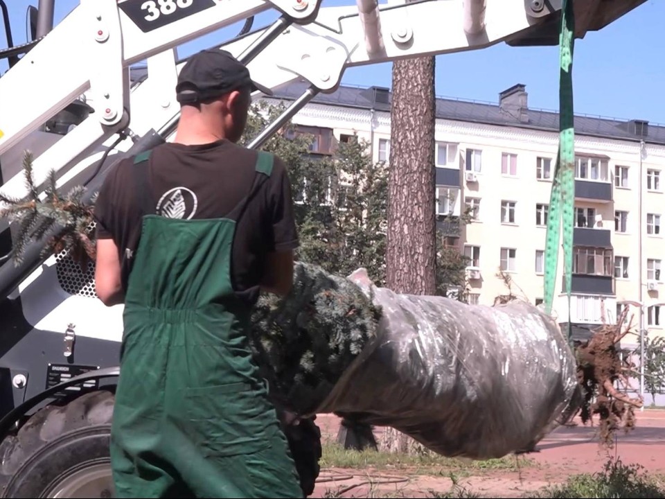 Голубые ели высадили у входа в парк «Пехорка» в Балашихе