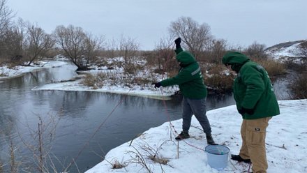 Экологи назвали вероятную причину массовой гибели рыбы в Воронежской области