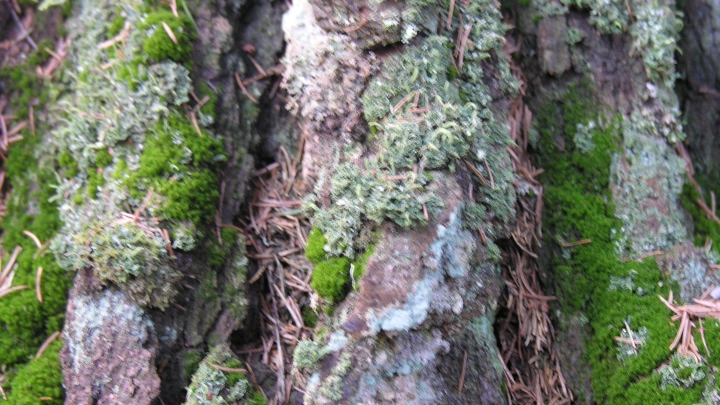 Ученые из Твери создали «Черную книгу» из перечня чужеродных видов растений