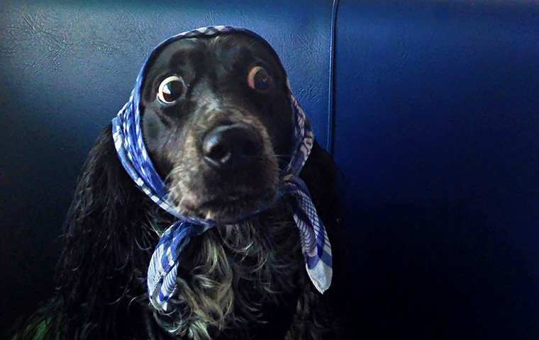 В России научат питомцев телепатии | Русская весна