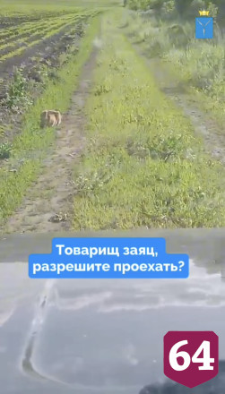 Наглый заяц не уступал дорогу саратовскому автомобилисту 