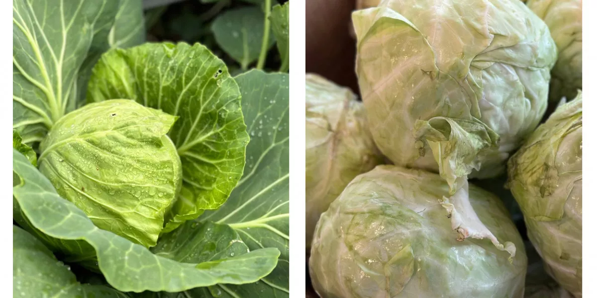 Фомоз капусты белокочанной. Фомоз капусты белокочанной. Капуста белеют листья. Капуста белеют листья. Замершая рассада капусты.