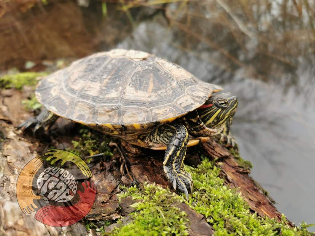 В Курске на Теплом канале обнаружили черепаху