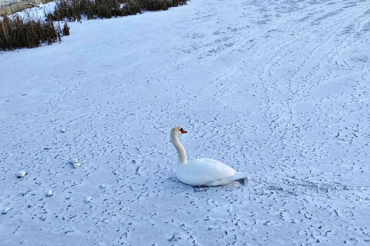 Директор Сормовского парка: одинокого лебедя поместили в теплый вольер