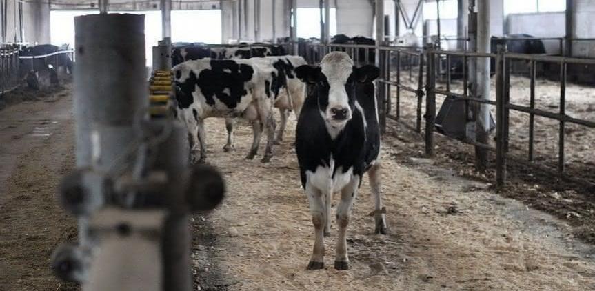 Кировская область в числе пяти российских регионов лидирует в стране по надоям молока