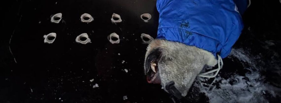 Напавшая на семью промысловиков белая медведица может отправиться жить в Московский зоопарк