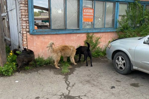 В Хакасии собака укусила подростка. Глава района потребовал принять меры