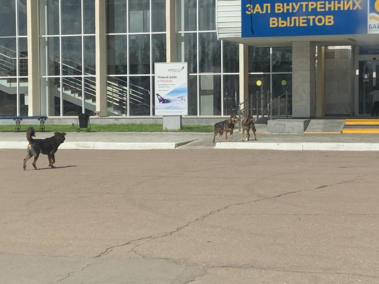 Приют улан удэ. Стая собак бежит. Бурятская собака. Возле нового аэропорта. Свора собак.