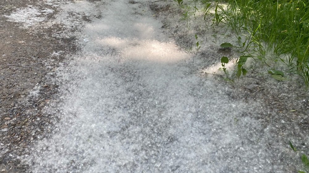 Лето тополиный пух. Тополь на улице. Тополиный пух дома. Тополиный пух 2023. Тополиный пух дома.