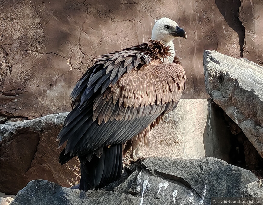 От Эребуни до Еревана