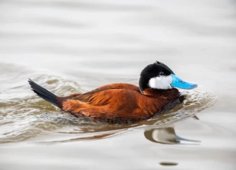 Утки ск6. Савка Oxyura leucocephala семейство Утиные. Хвост утки вид сверху. Утка Ставрополь. Утка с ножом в клюве.