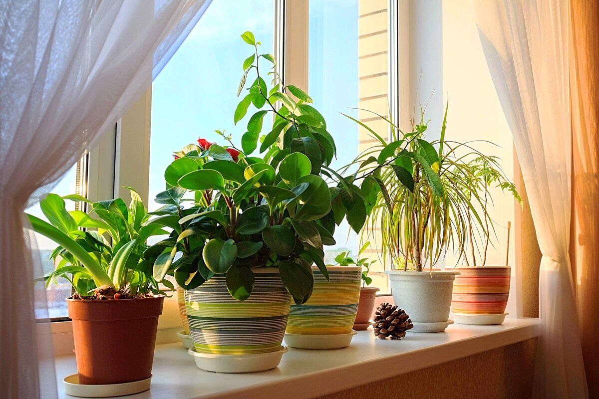 Zoom background House Plants