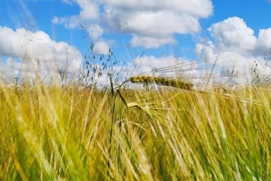 Холодная погода в России несёт риски для будущего урожая