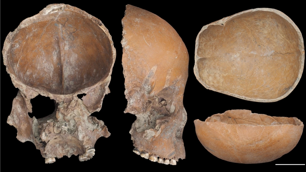 археология, череп, история