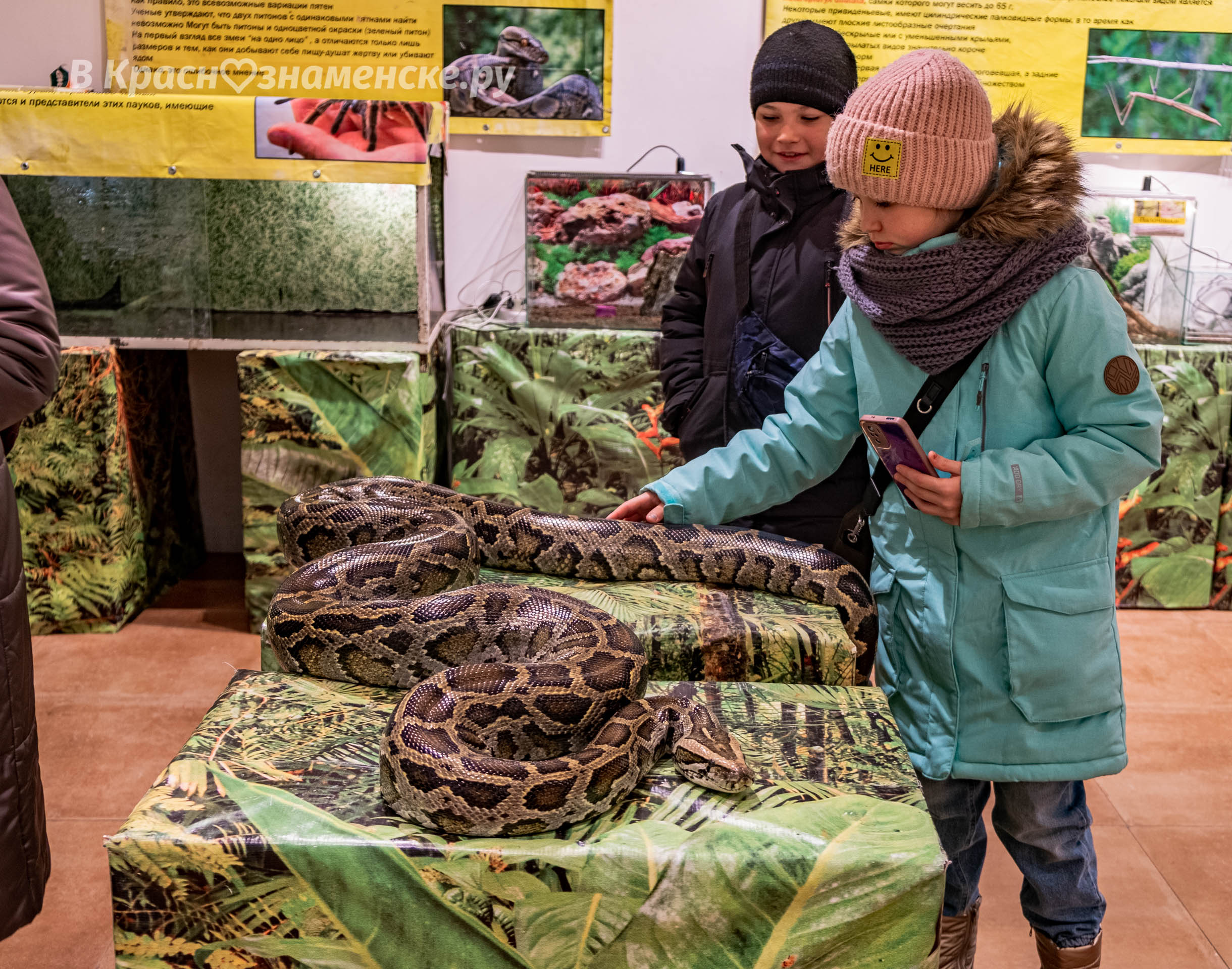 Выставка пауков тамбов. Выставка пауков. ТЦ Рио выставка пауков. Выставка пауков Пенза. Выставка пауков Ярославль 2023.