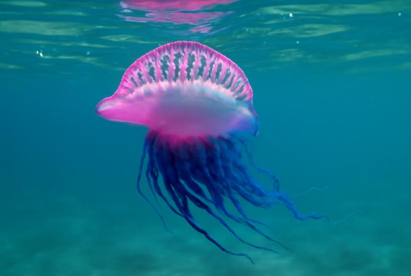 Португальская галера