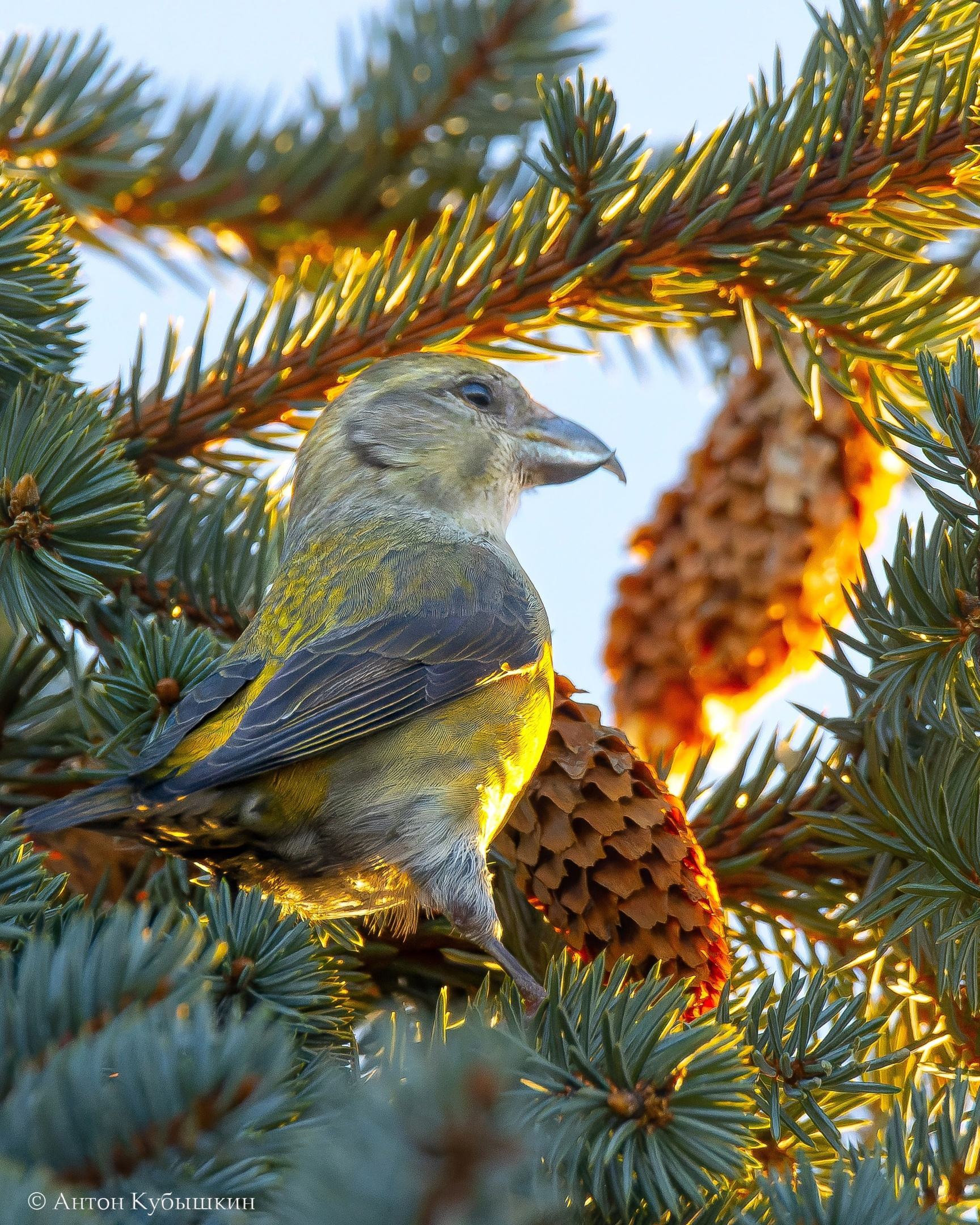 Птицы зауралья