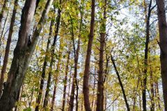 В лесуЛесники Чувашии обследовали 635,6 га охрана леса 