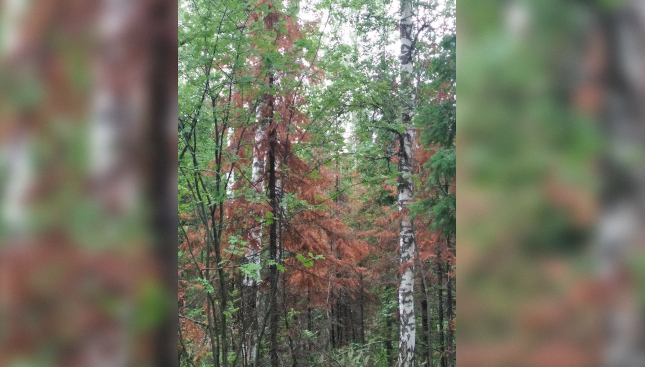 В нацпарках появились еще две карантинные зоны по уссурийскому полиграфу