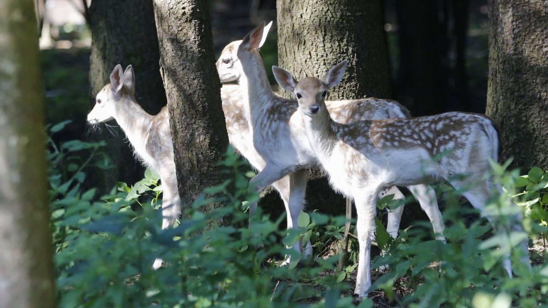 парк лани в зеленограде. дом лани в зеленограде. дом лани в зеленограде.