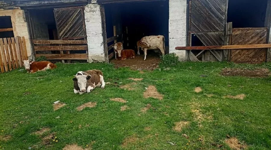 Коровы на штрафстоянке в Шебалино
