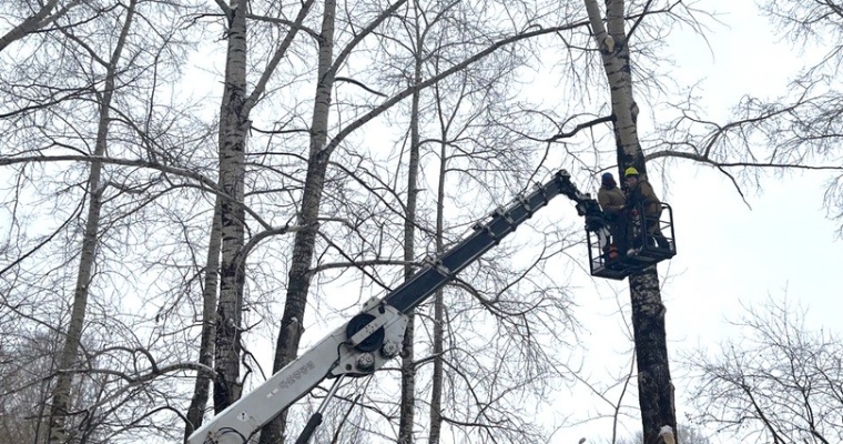 В Глазове на обрезку деревьев выделили 3 миллиона рублей