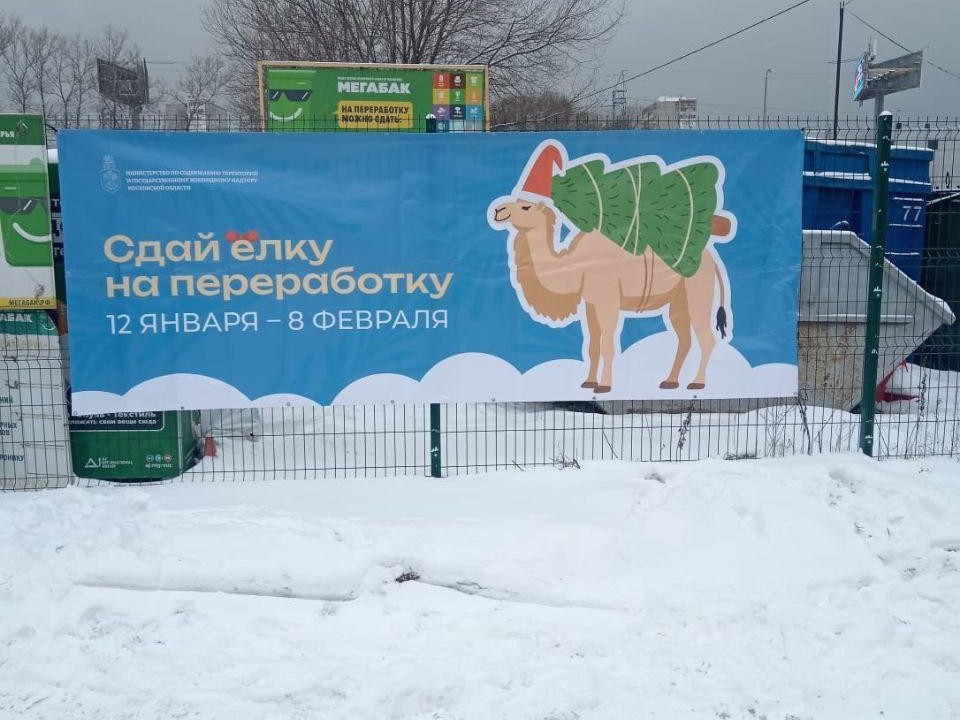 Вторая жизнь новогоднего дерева: зачем нести елку на «Мегабак» или в один из восьми пунктов Реутова