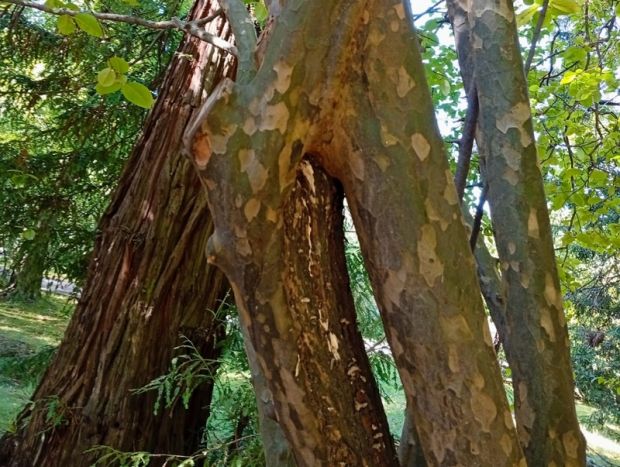 В Новосибирском зоопарке родился детёныш медоеда